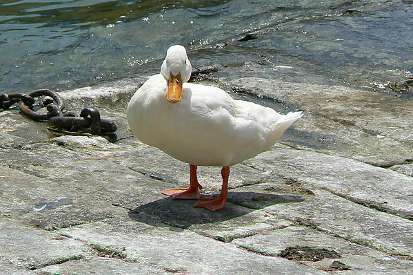 Meersburg