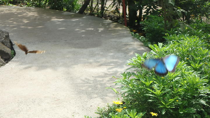 05-04 10 Drugeliai
