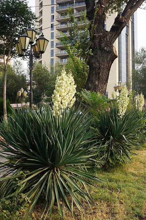 96. Jerevanas
